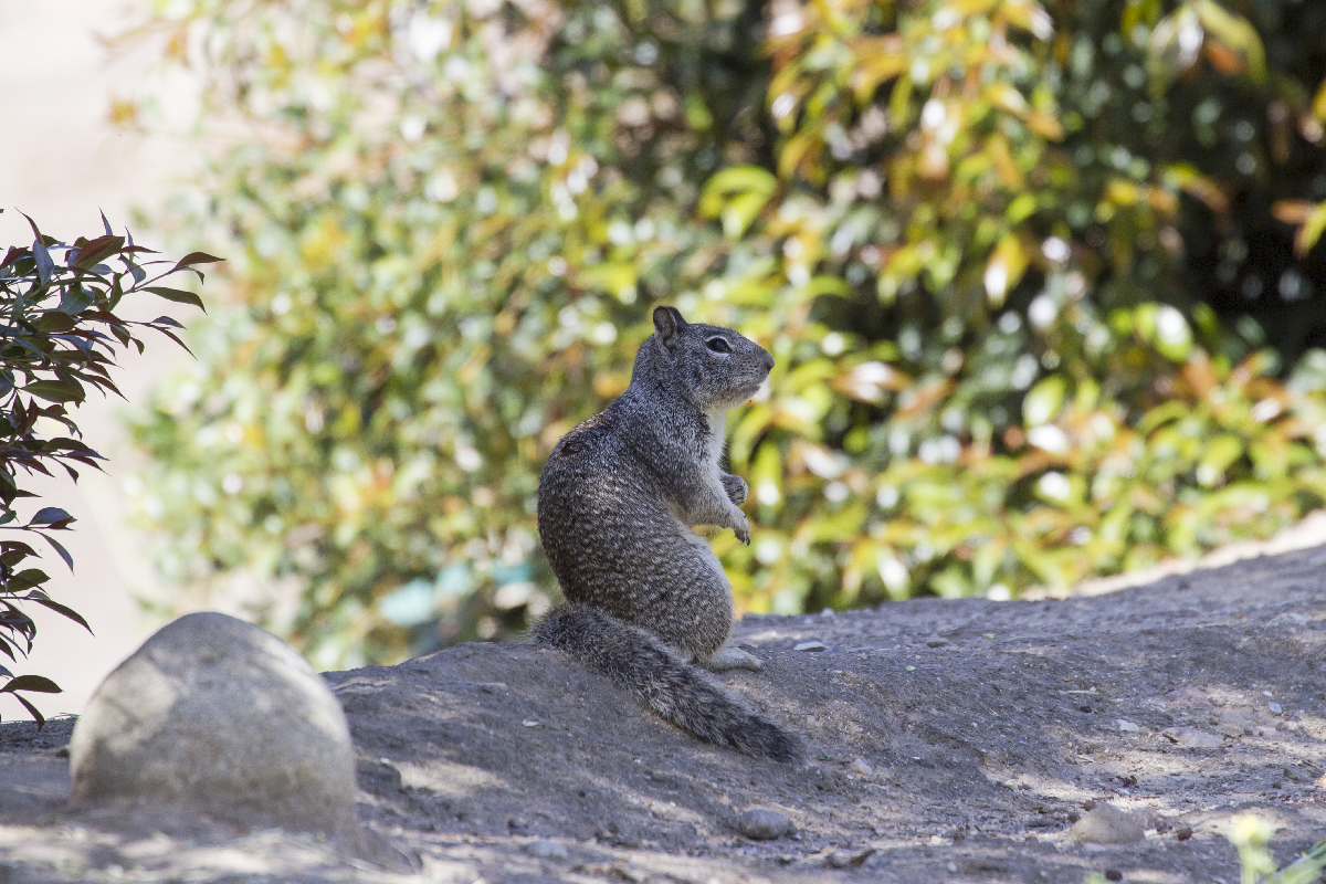 Photo of California ground squirrel