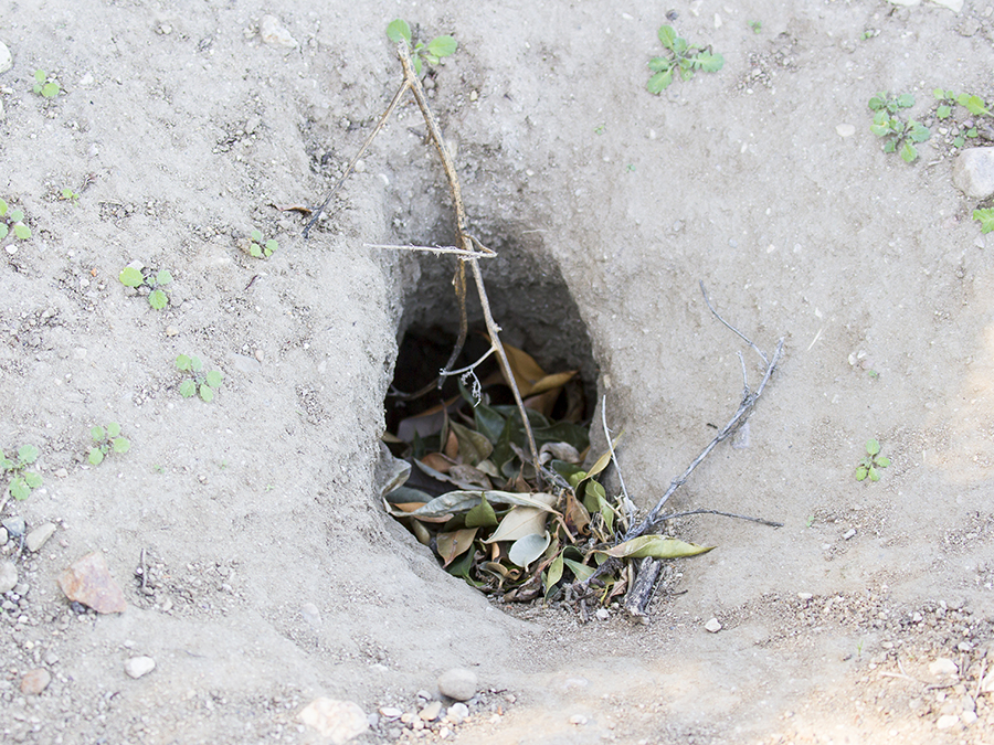 Inactive ground squirrel burrow